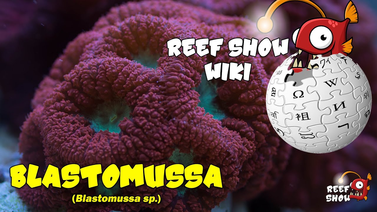 Reef Show Wiki: Coral Blastomussa