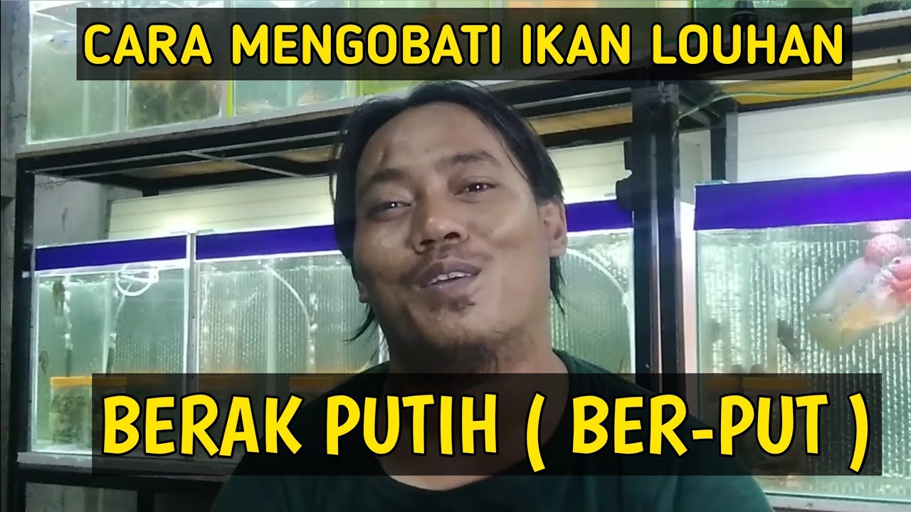 cara mengobati ikan louhan berak putih (berput)
