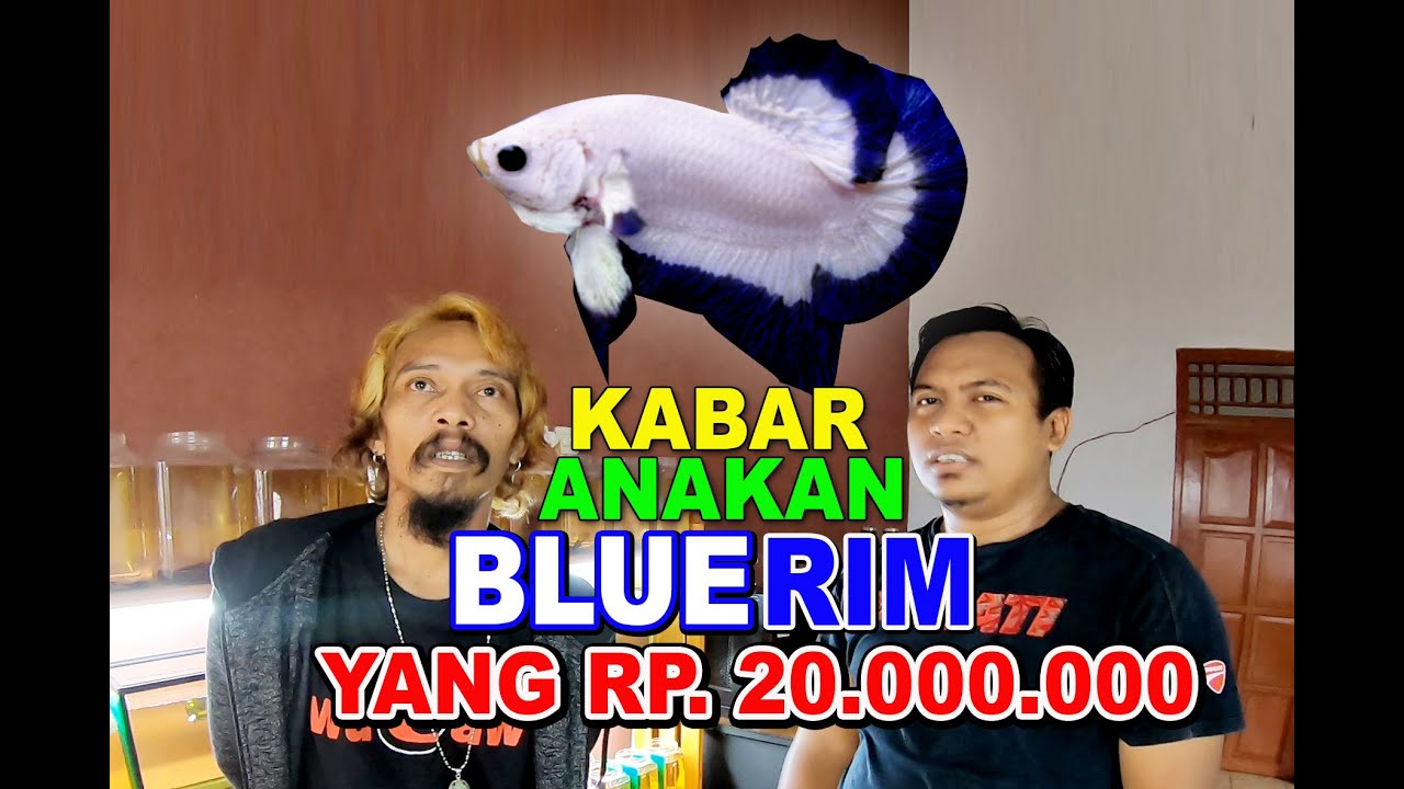 KABAR ANAK IKAN CUPANG BLUERIM YANG SEHARGA 20.000.000,-