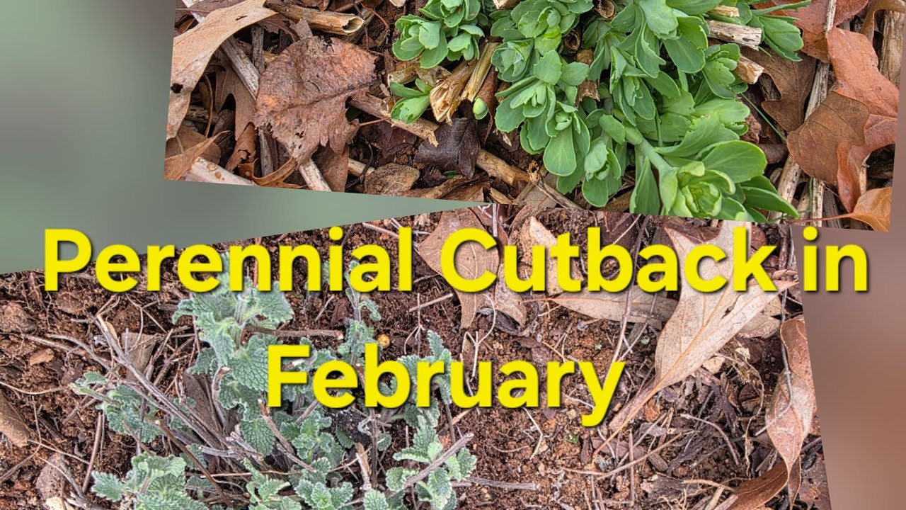 February Perennial Cutback in the Garden. New Growth and New Signs of Spring