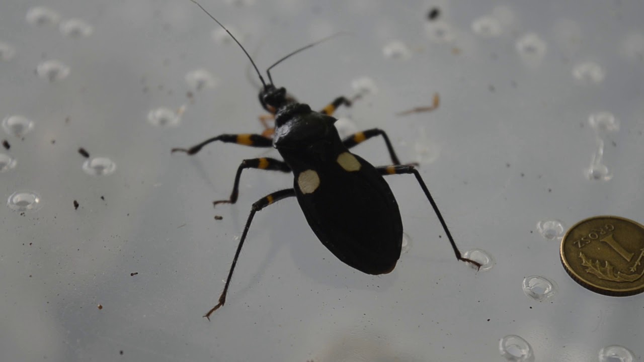 Terrarystyka: pluskwiak białoplamy (Platymeris biguttatus)