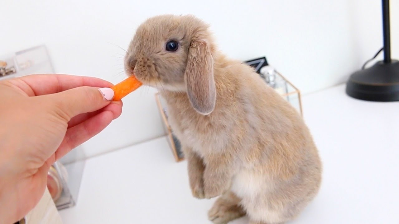 Do you guys like this picture of a rabbit I used for the thumbnail? I found it online and I like it.