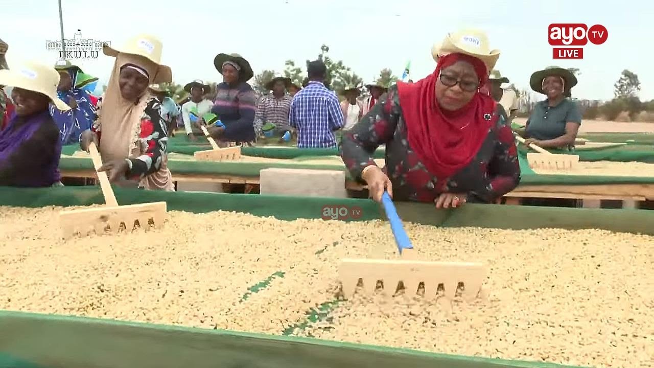 LIVE: RAIS SAMIA AKITEMBELEA NA KUZUNGUMZA NA WAFANYAKAZI WA SHAMBA LA KAHAWA LA AVIV TANZANIA