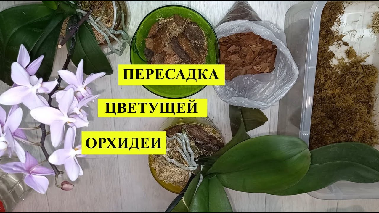 Как пересадить цветущую Орхидею, чтобы она не скинула цветоносы и легко прижилась
