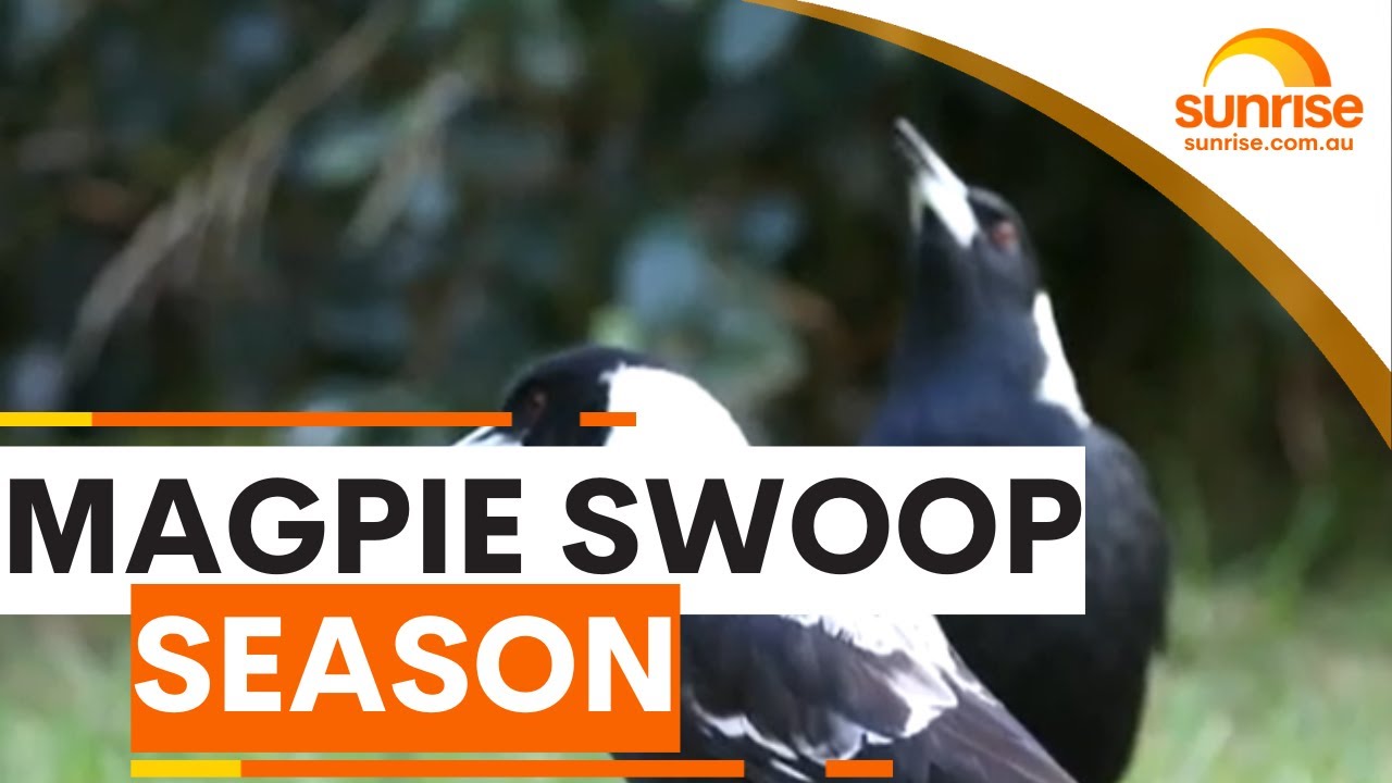 Magpie swooping season is upon us | Sunrise