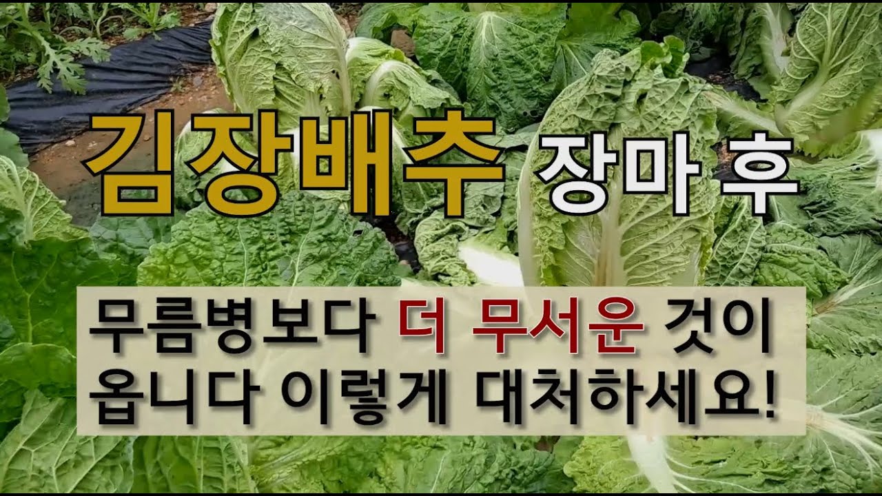 김장배추 장마 후 무름병보다 더 무서운 것이 옵니다 이렇게 대처하세요! #김장배추 뿌리혹병 #김장배추 진딧물 방제.