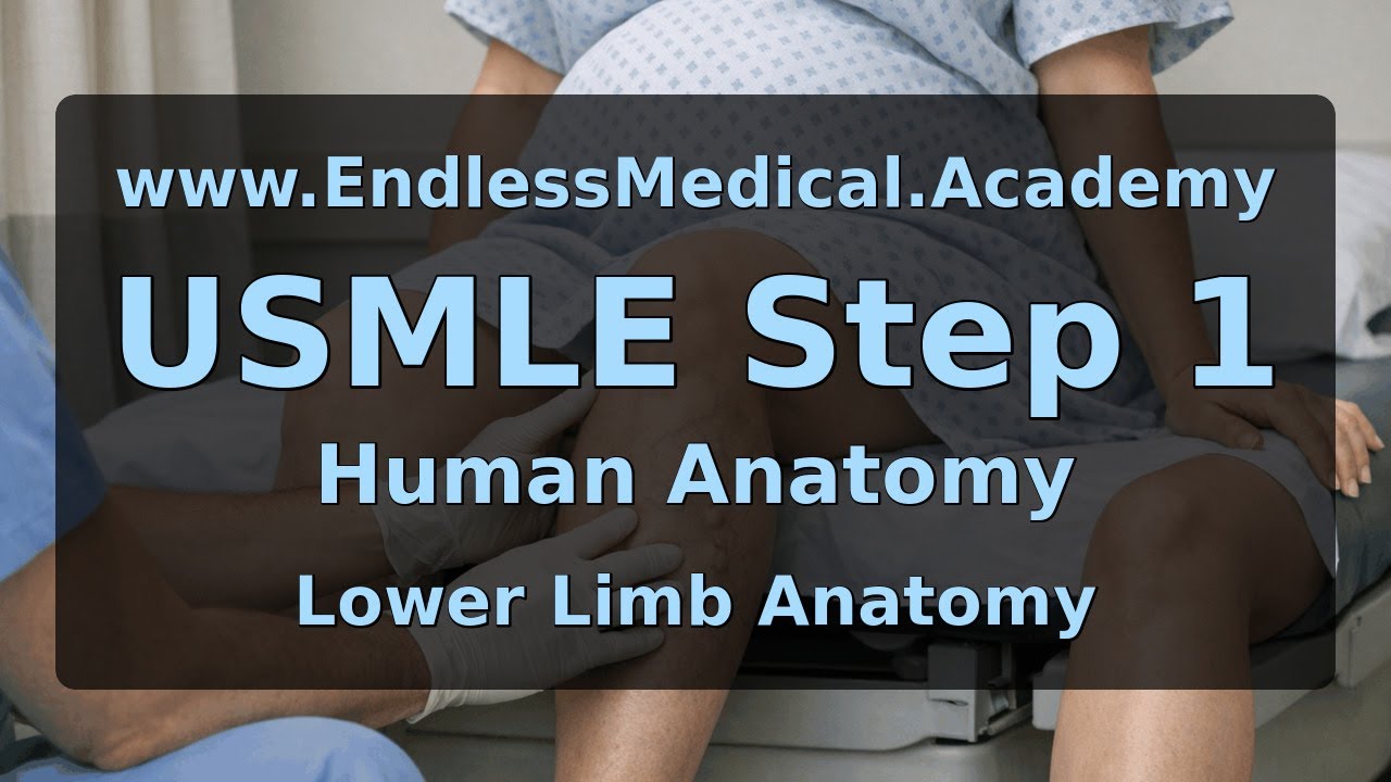 Lower Limb Anatomy, Human Anatomy, USMLE Step 1 - Full Vignette with Extended Explanations