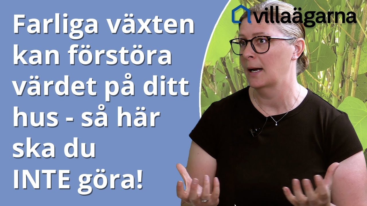 Hur får jag bort parkslide? Gör du fel så sprider den sig ännu mer!