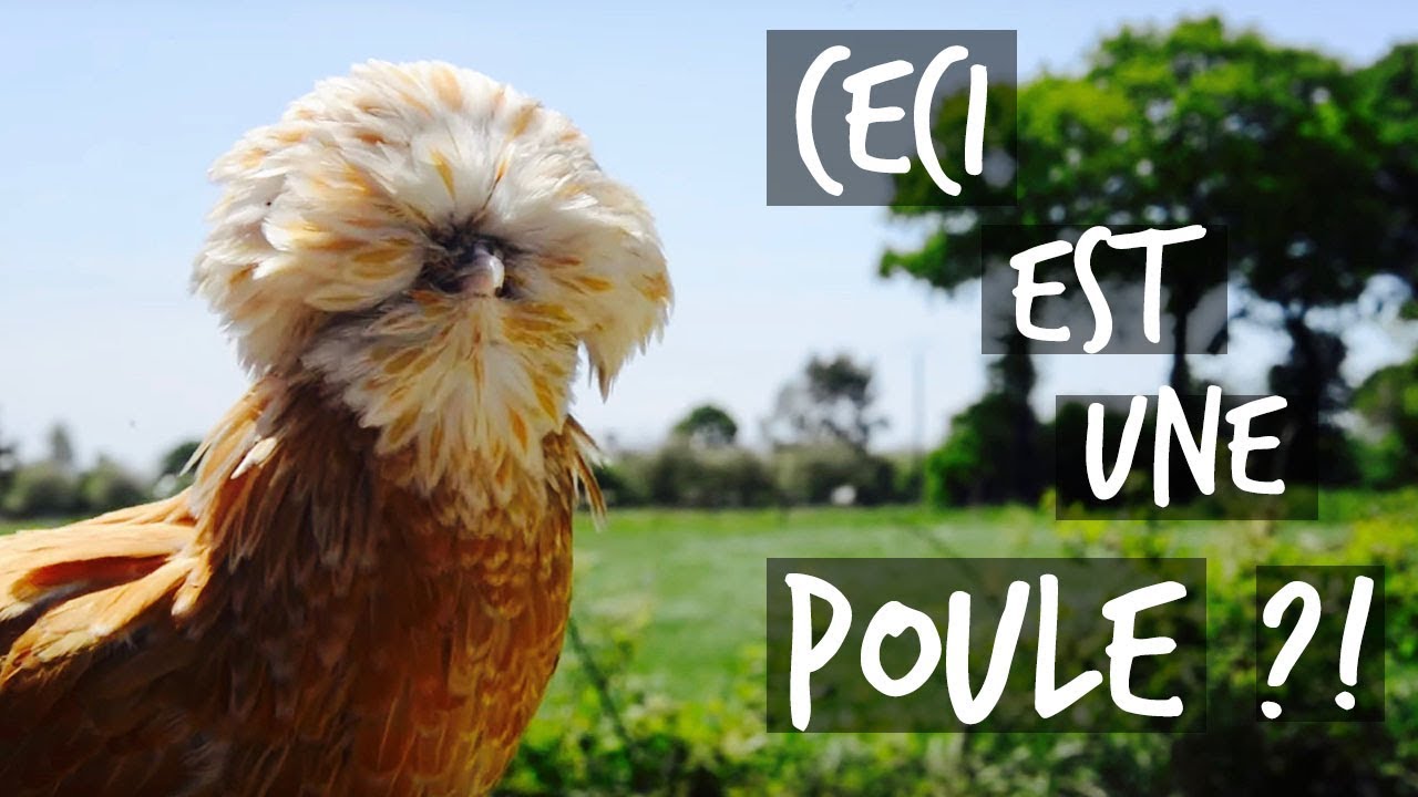 DES POULES AU LOOK INCROYABLE DANS TON JARDIN ?! -TOOPET