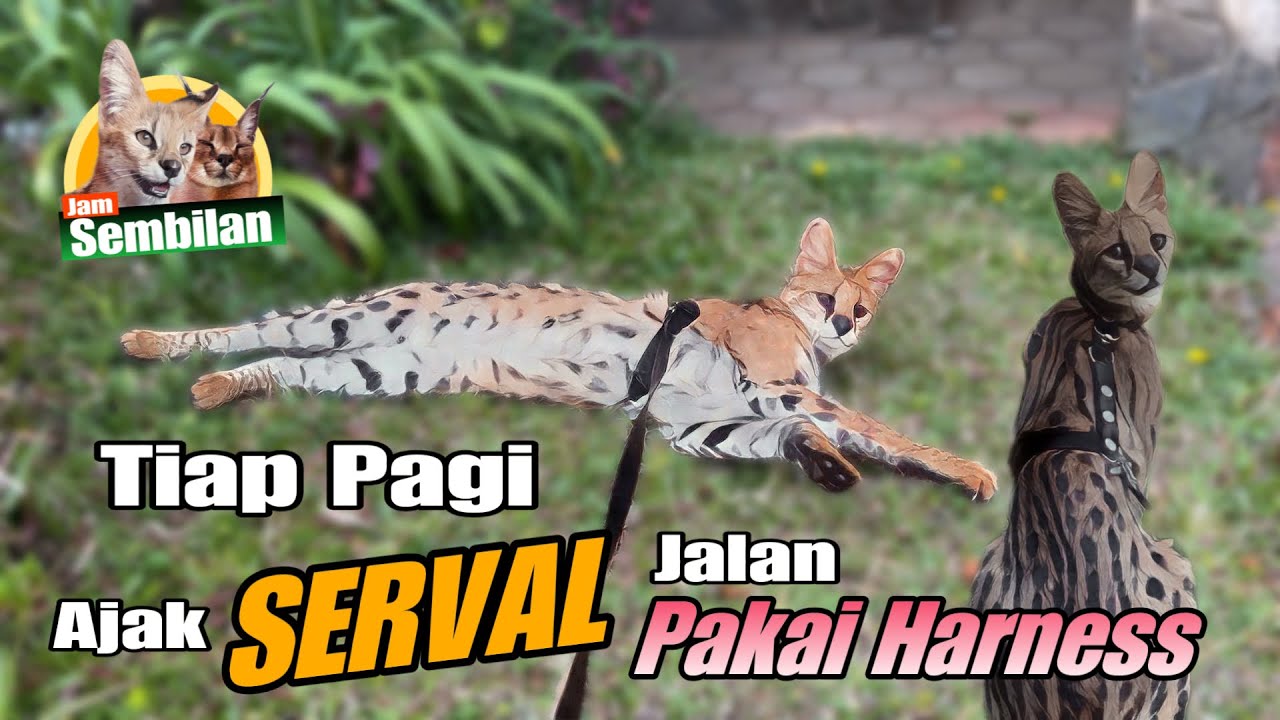Tiap Pagi Ajak SERVAL Jalan Pakai Harness‼️ #kucingsultan #serval #jamsembilan