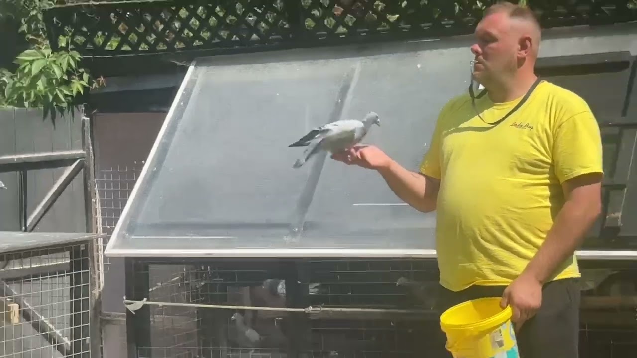 Old bird training - #pigeon