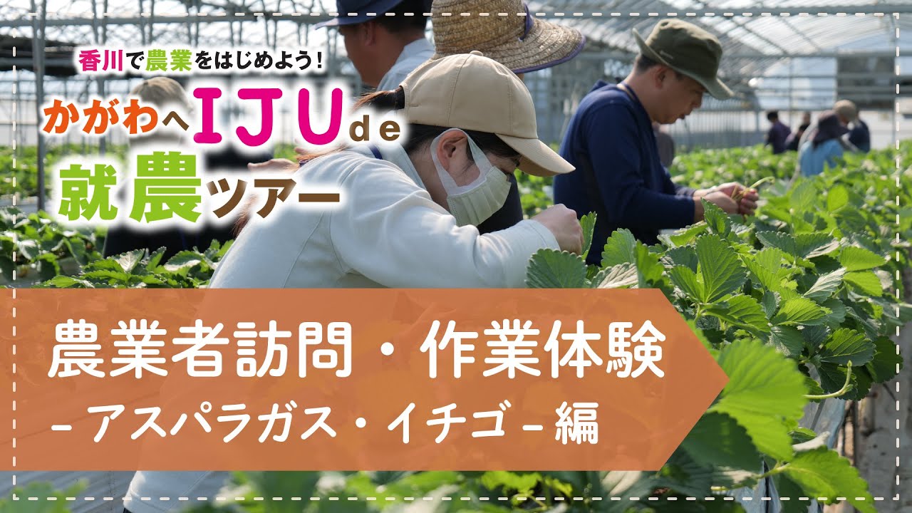 【移住就農】農業者訪問・作業体験（アスパラガス・イチゴ）｜ツアー2日目