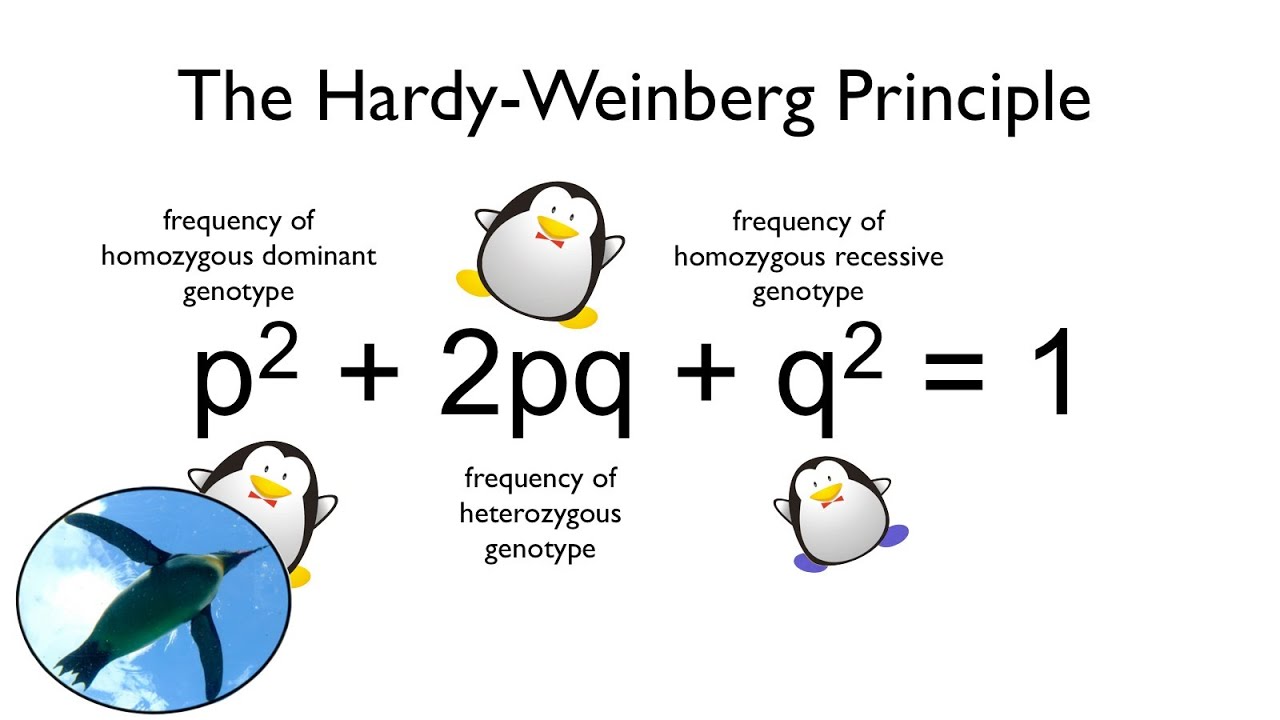 The Hardy-Weinberg Principle | Bio Basics 🐧