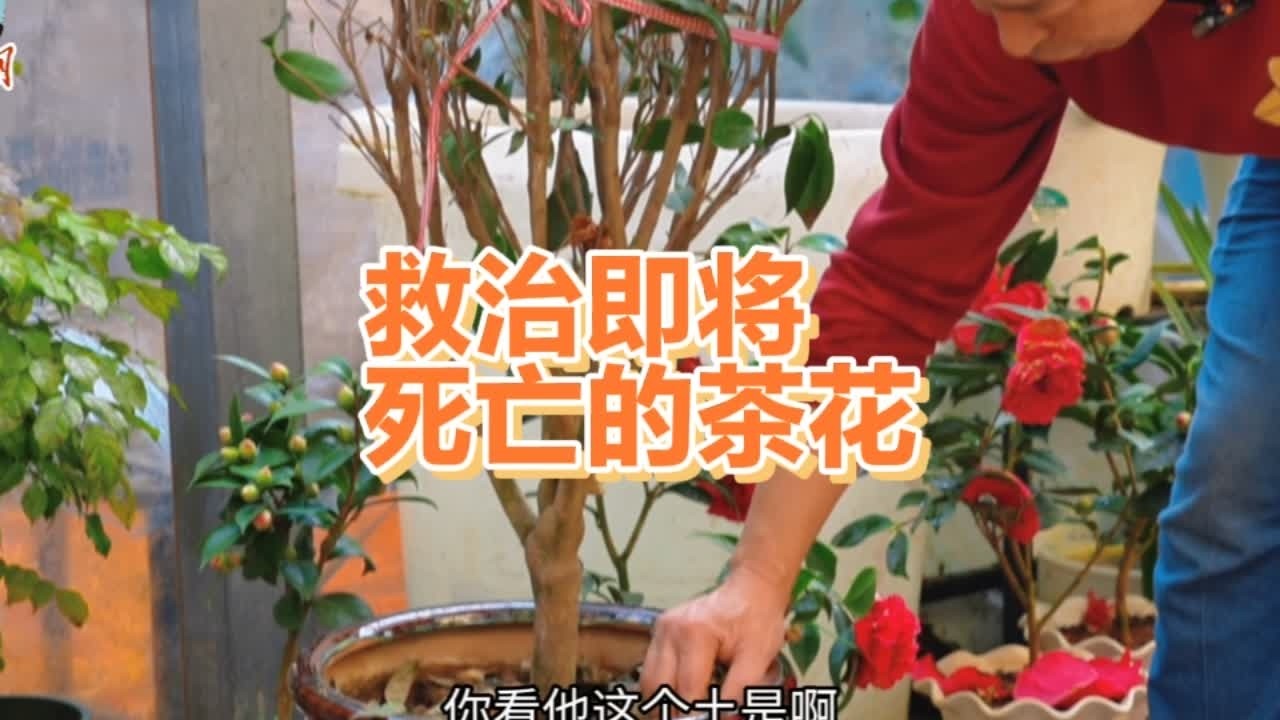 400米的茶花即将死亡，看看老胡如何救治 #爱生活爱养花 #茶花