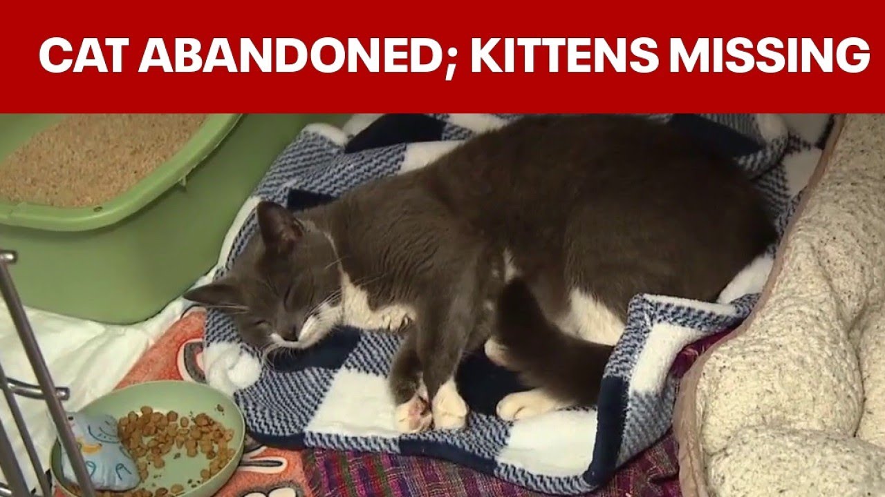 Nursing cat left at Fishtown Animal Hospital; kittens still missing
