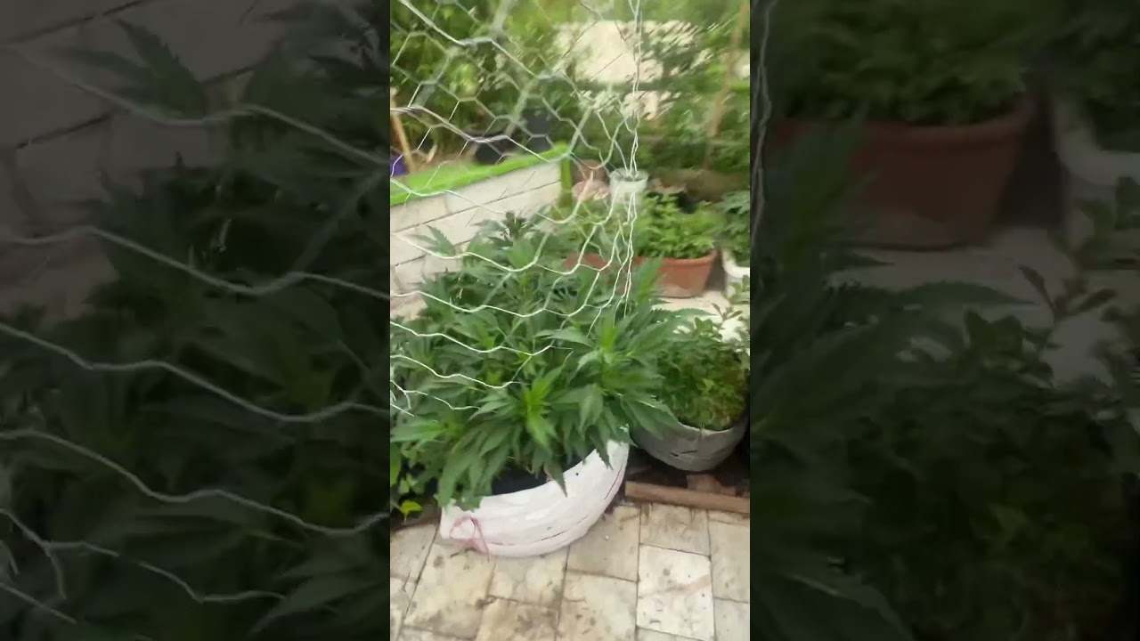 26 june 2025/ outdoor grow cannabis in hot dry climate