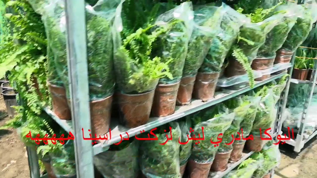 جولة في احد مشاتل شارع القناة اتمنى تعجبكم ♥️🇮🇶👍