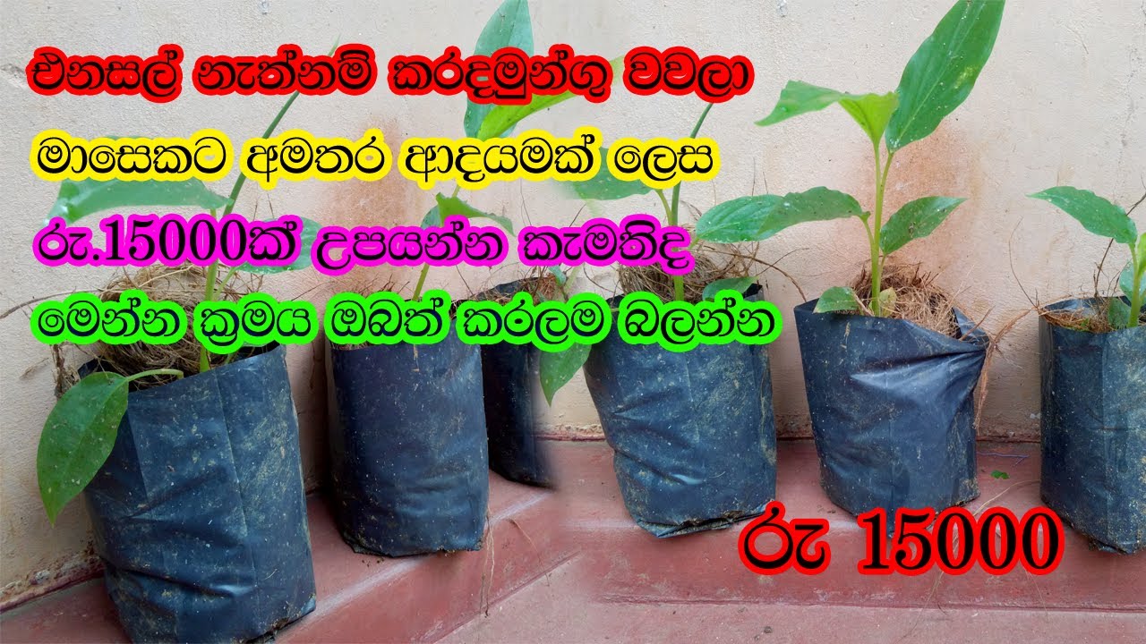 How to grow Cardamom | එනසාල් වගාකරන අයුරු | enasal wagawa | karadamungu wagawa