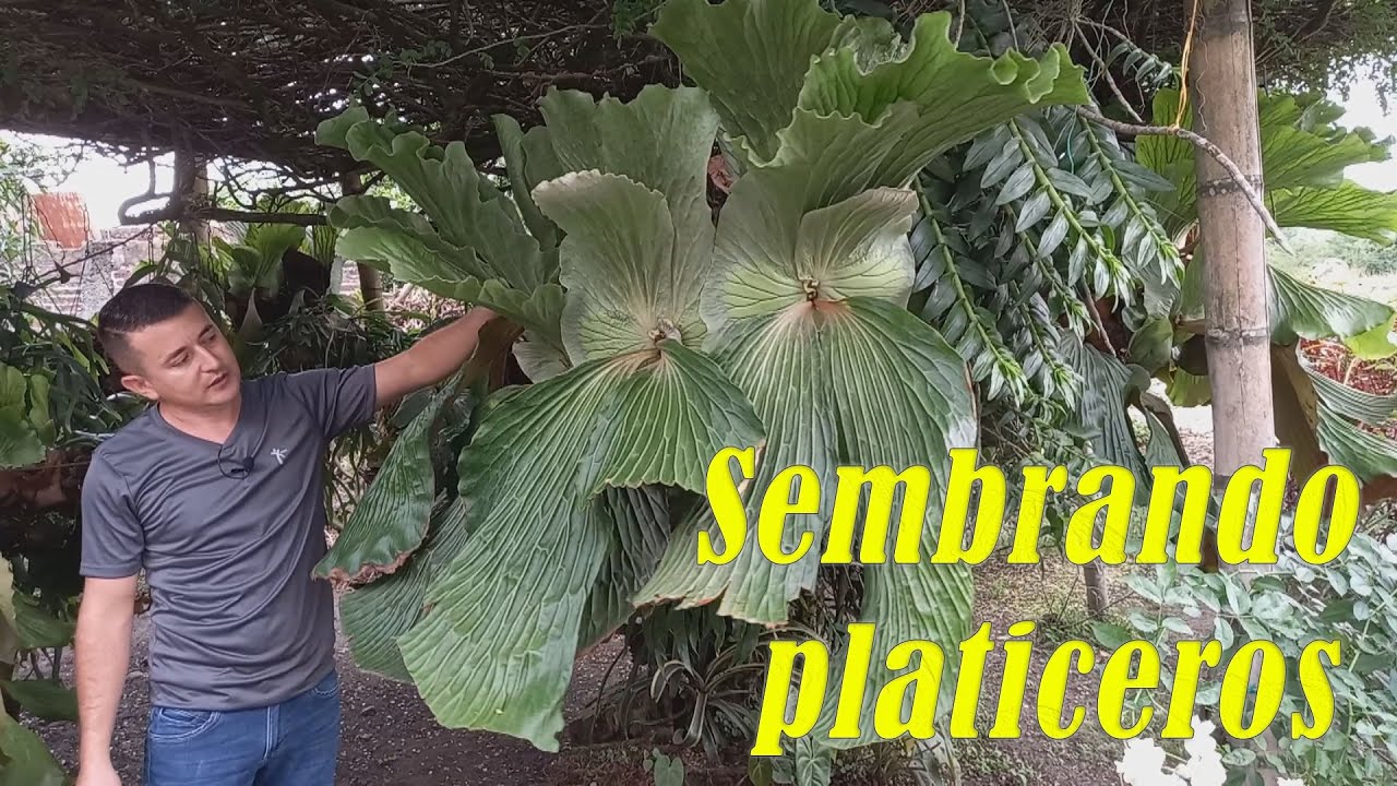 PLATICEROS como Sembrarlos  Santa Elena El Cerrito. Einstein Serna. 3173134686 3116239407 🌳🍂🏡🌹