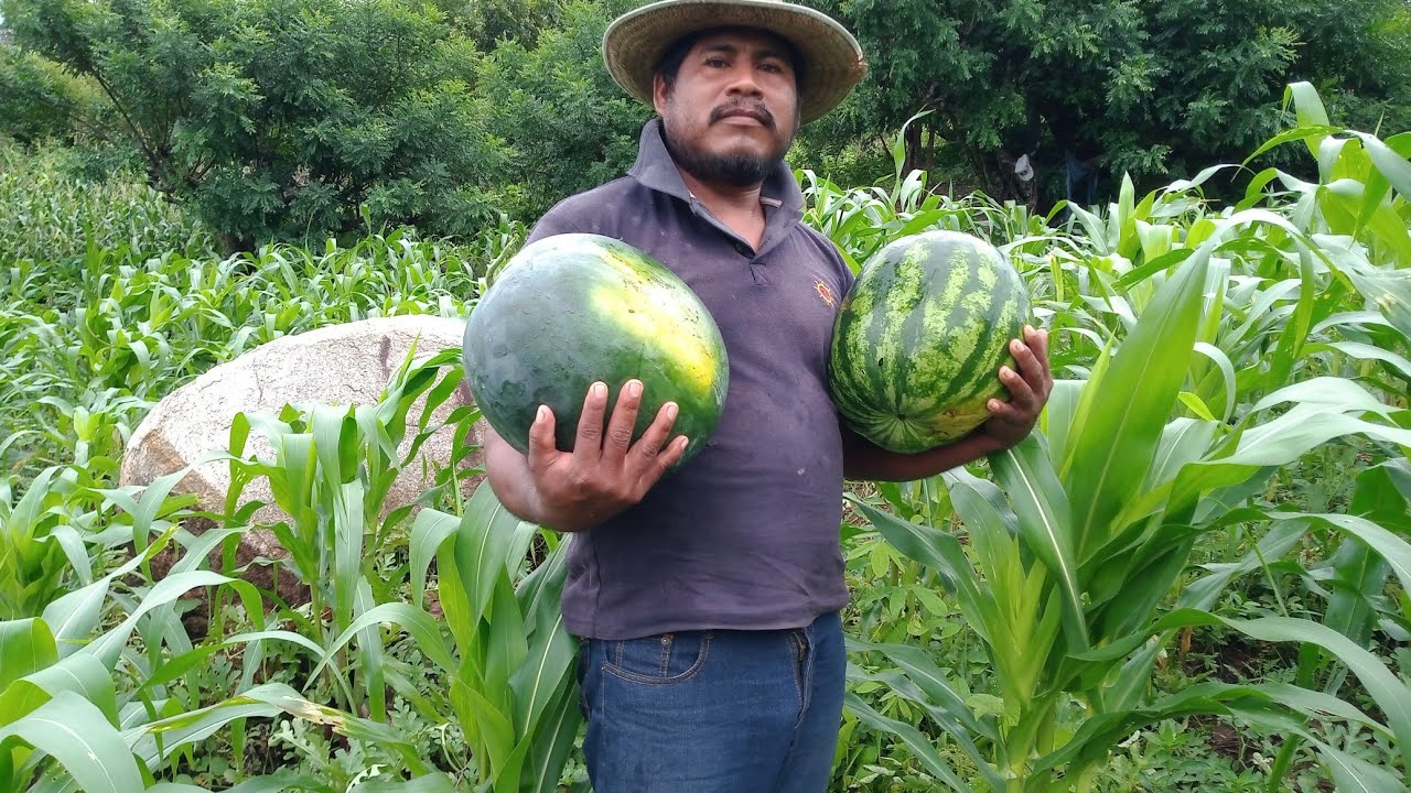 así se cortan las sandias amarillas
