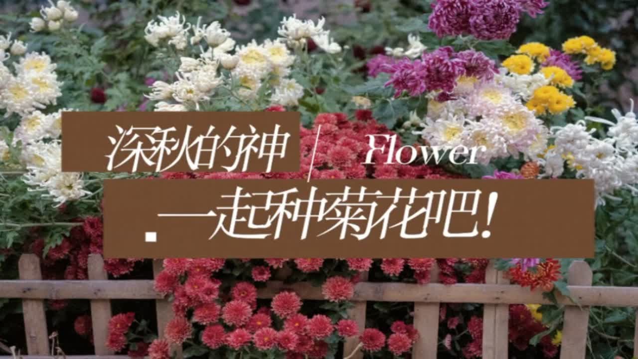 你们再不种菊花我真的会再发一遍