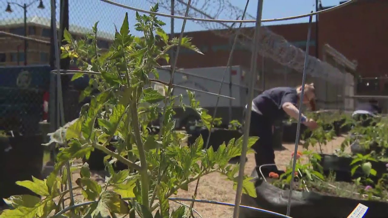 Hope’s Garden helping detainees at DuPage County Jail and giving them hope