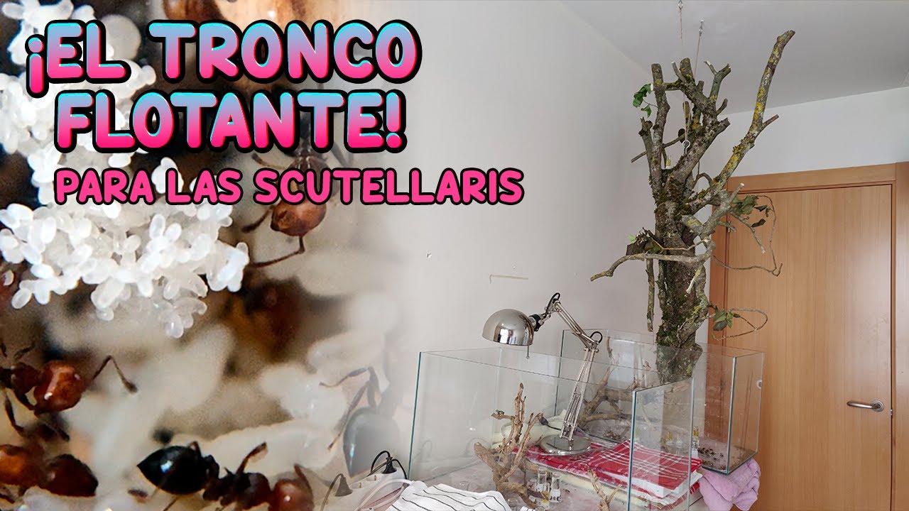 🐜 ¡El tronco flotante! Para las Crematogaster Scutellaris
