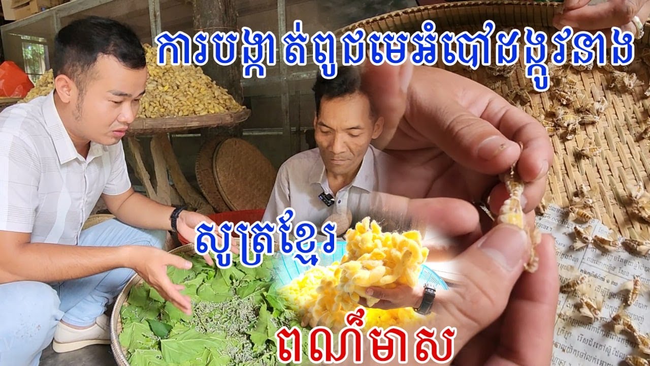 របៀបបង្កាត់ពូជ មេអំបៅដង្កូវនាង បែបនេះសោះ ទម្រាំចេញជាសូត្រដែលមានពណ៌ឥតខ្ចោះនេះ