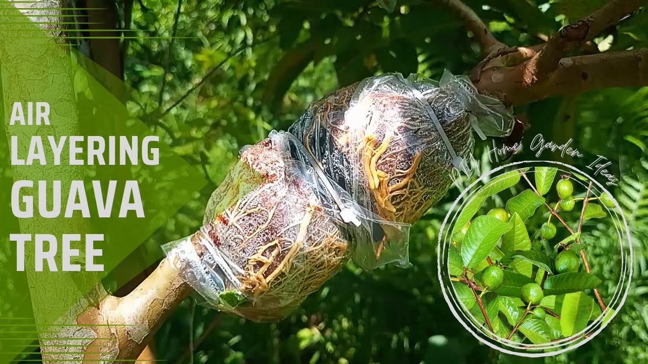 Air Layering Guava Tree (Easy Method to Grow Guava Tree From Cutting) | gardenideas