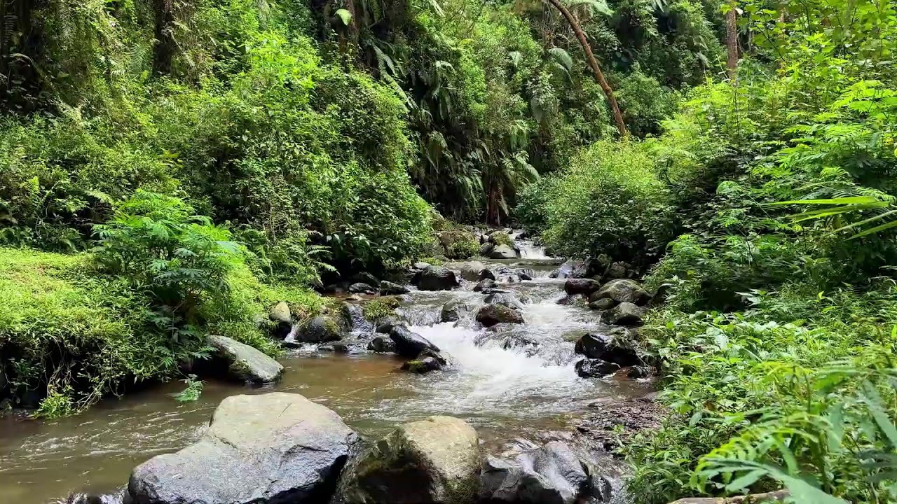 Let anxiety fade with soft river ambience in a shaded jungle creek to bring calm healing sleep