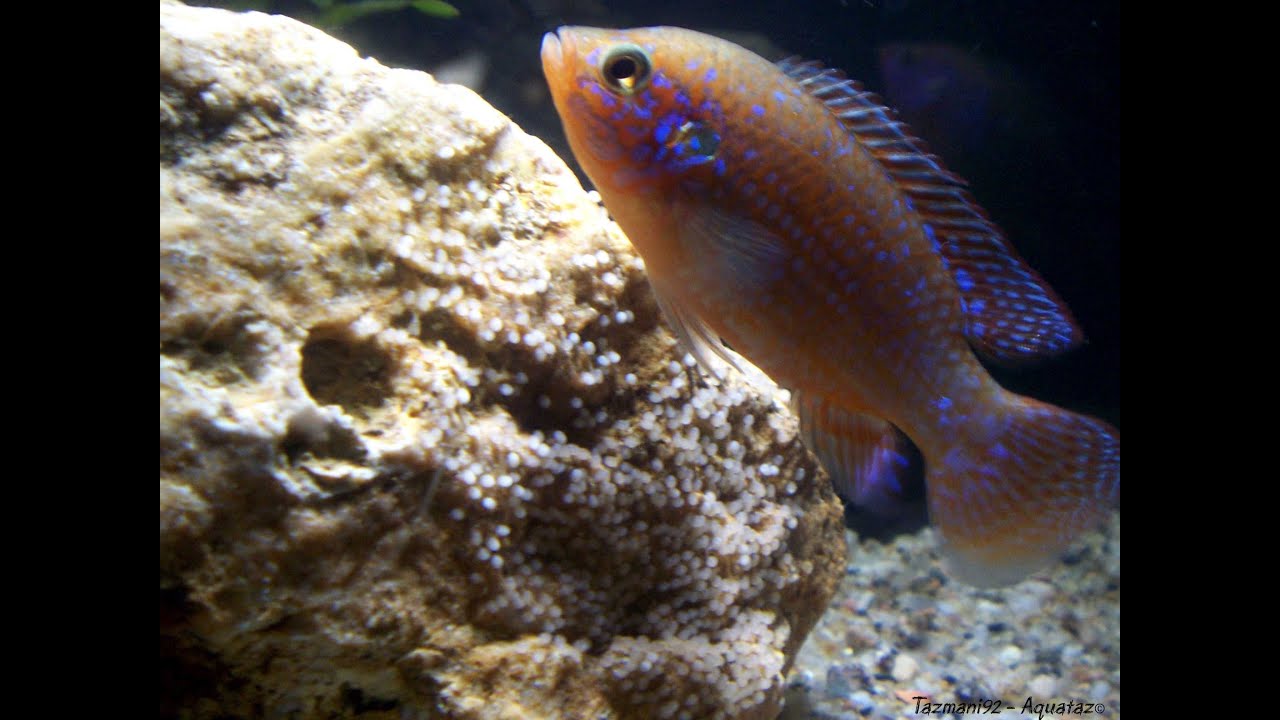 Reproduction de Hemichromis Bimaculatus
