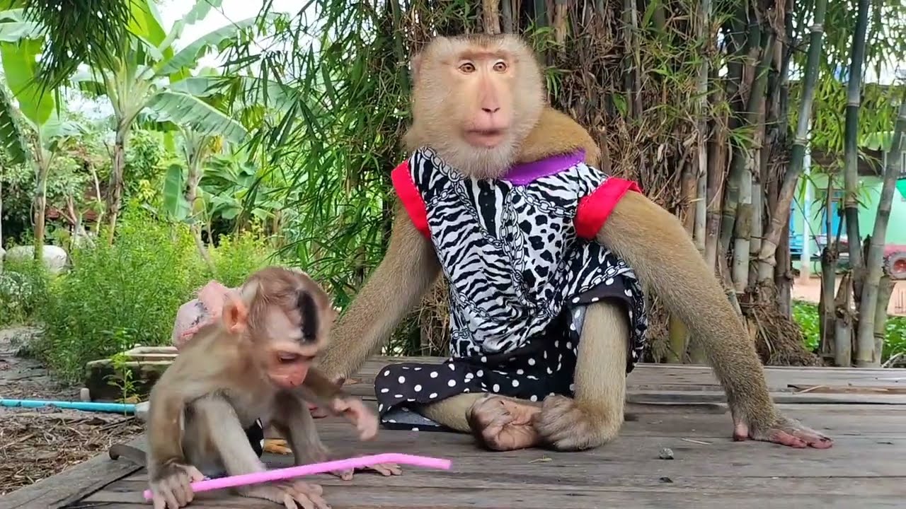 SokYaa Family ADOPTS Baby Chick And Newborn as Their Own   INCREDIBLE PARENTING!
