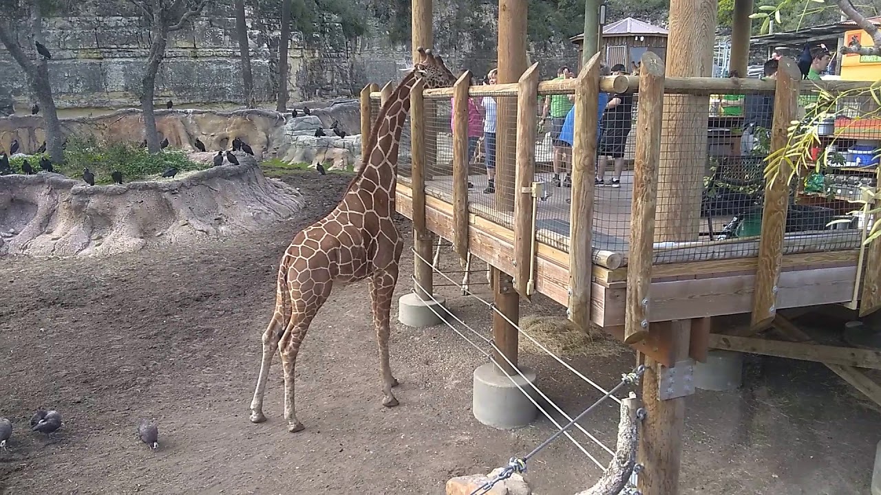 San Antonio Zoo