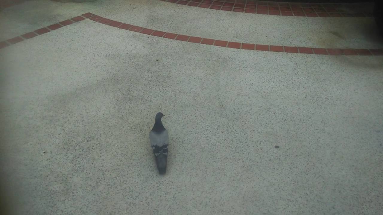 pigeon is chased by asian and is called a fucking twat when it escapes