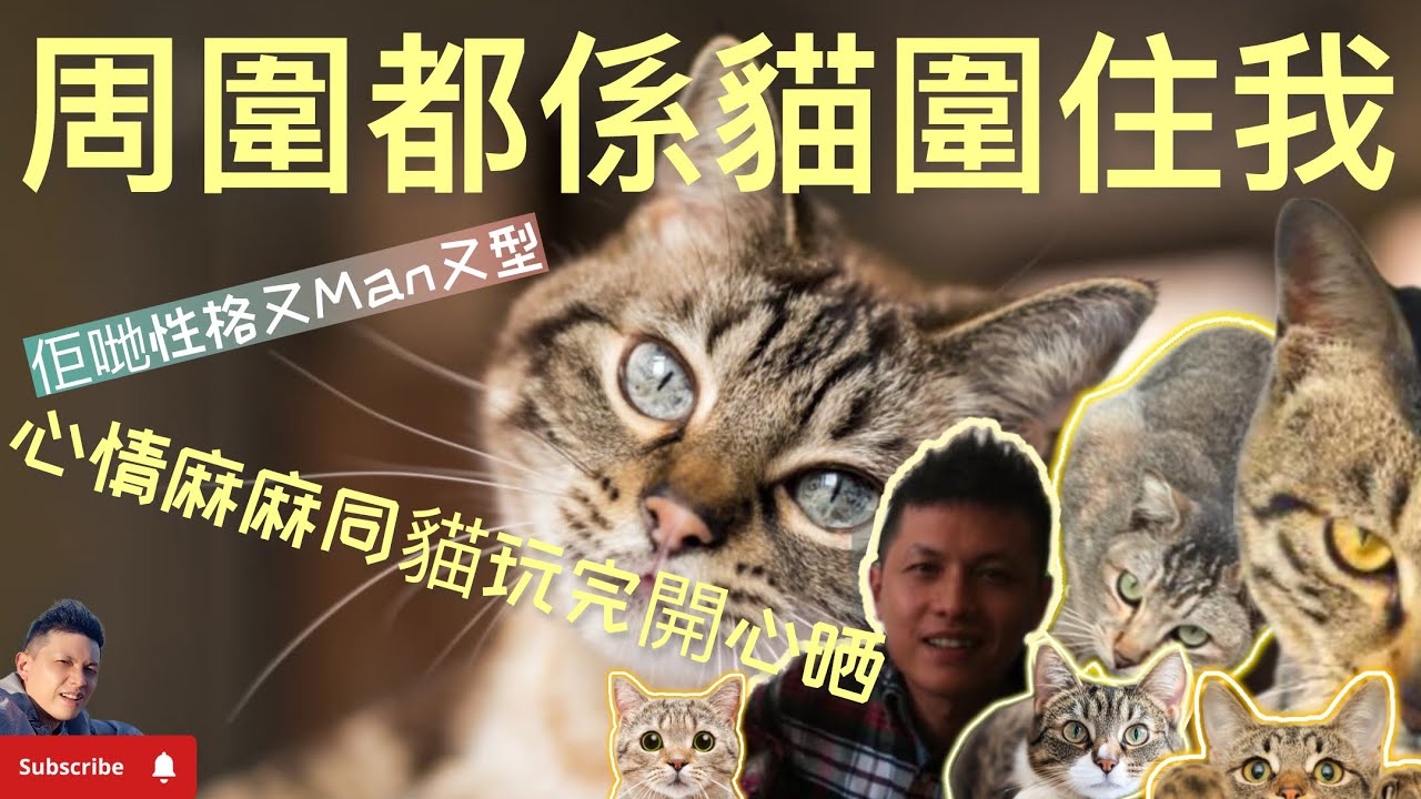 所有貓都圍住我超開心，啲貓太有性格，又型又有霸氣⋯見到佢哋人都開心晒