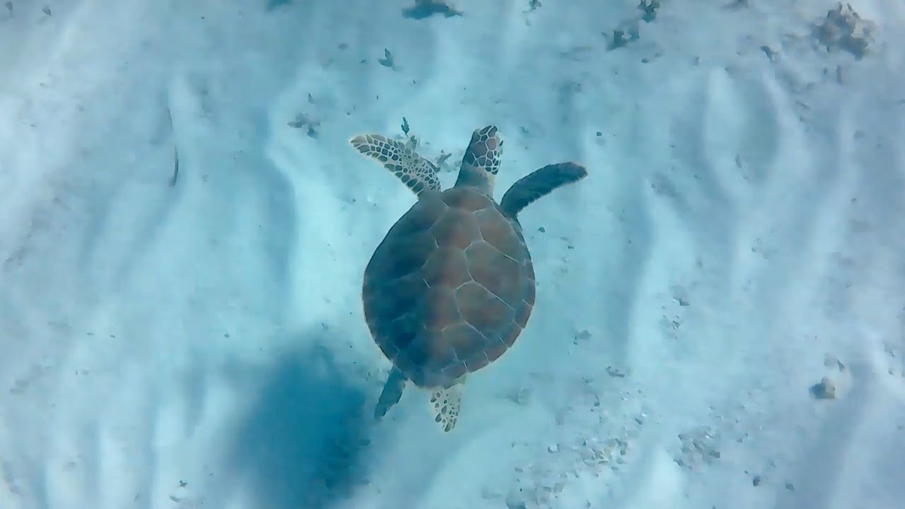Turks and Caicos (Providenciales) Snorkeling: Smith&rsquo;s Reef & Sapodilla Bay 2023