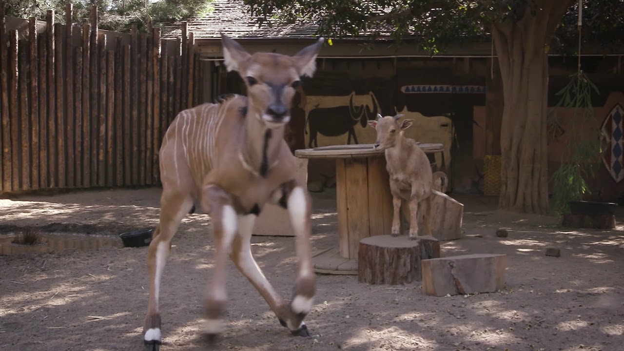 Eastern Giant Eland