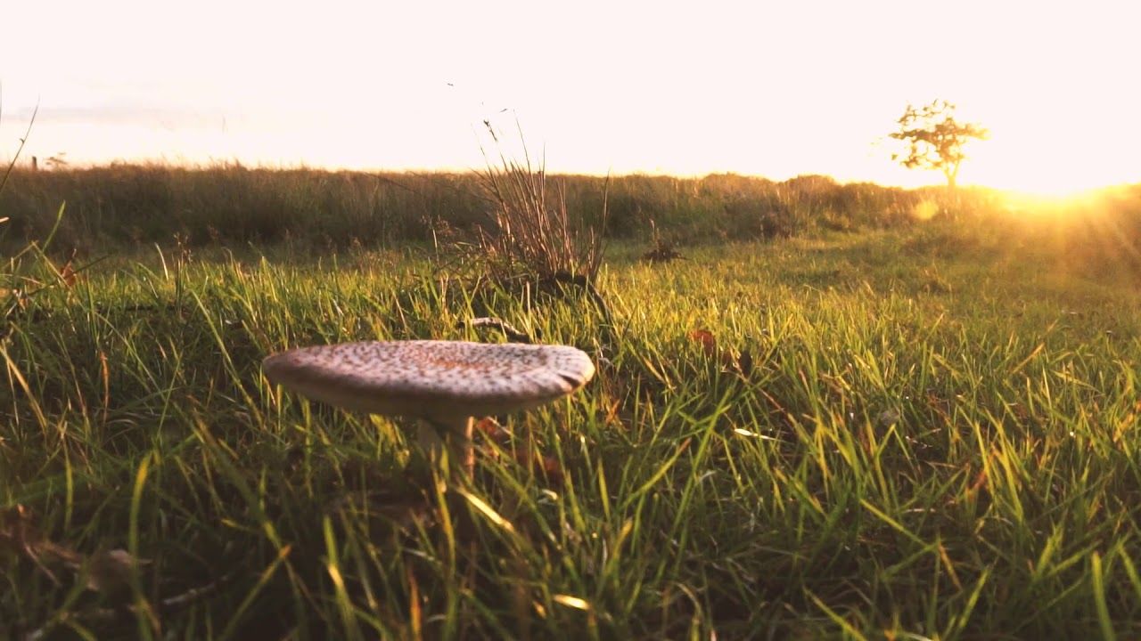 Nature Video Copyright Free [27] #shorts creative commons videos
