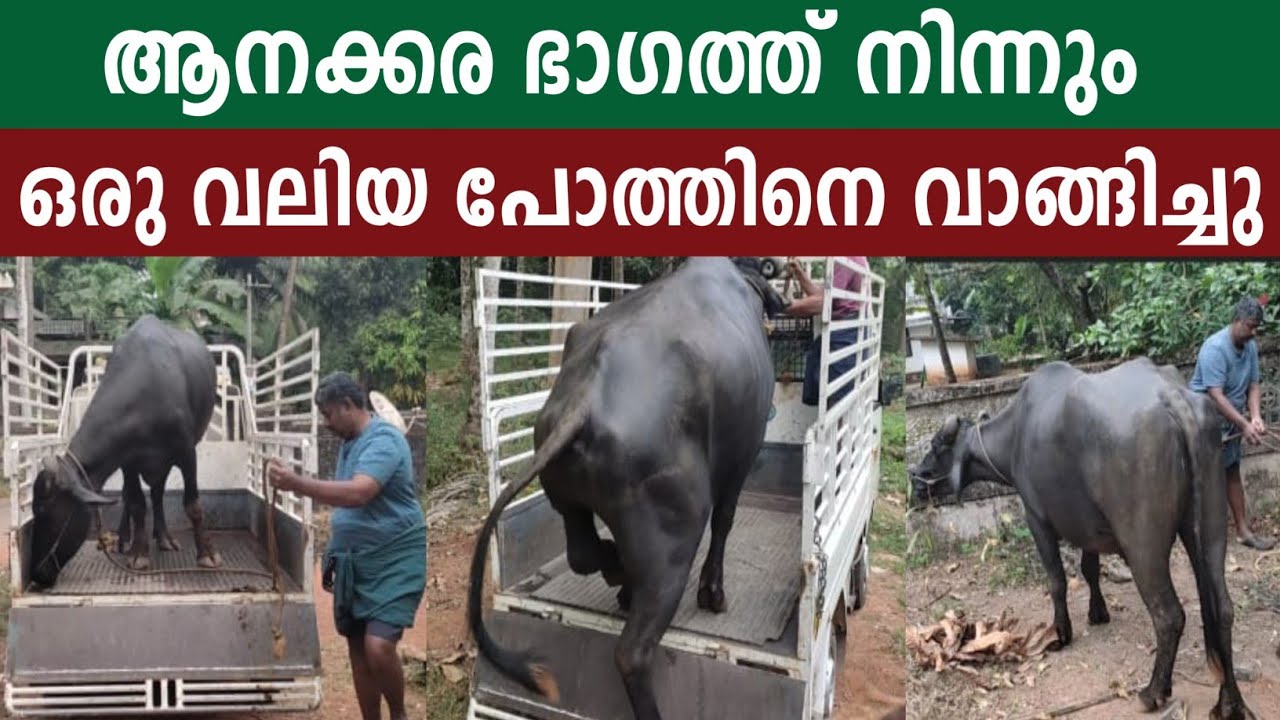 ആനക്കര ഭാഗത്തുനിന്നും വാങ്ങിച്ച വലിയ കാട്ടി പോത്ത്#simple_work യൂട്യൂബ് ചാനൽ