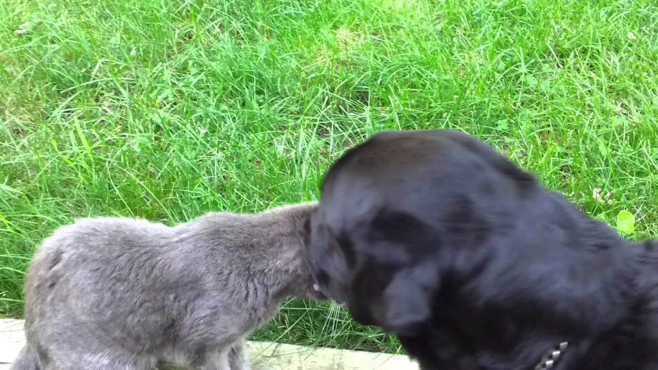 Dog kisses cat