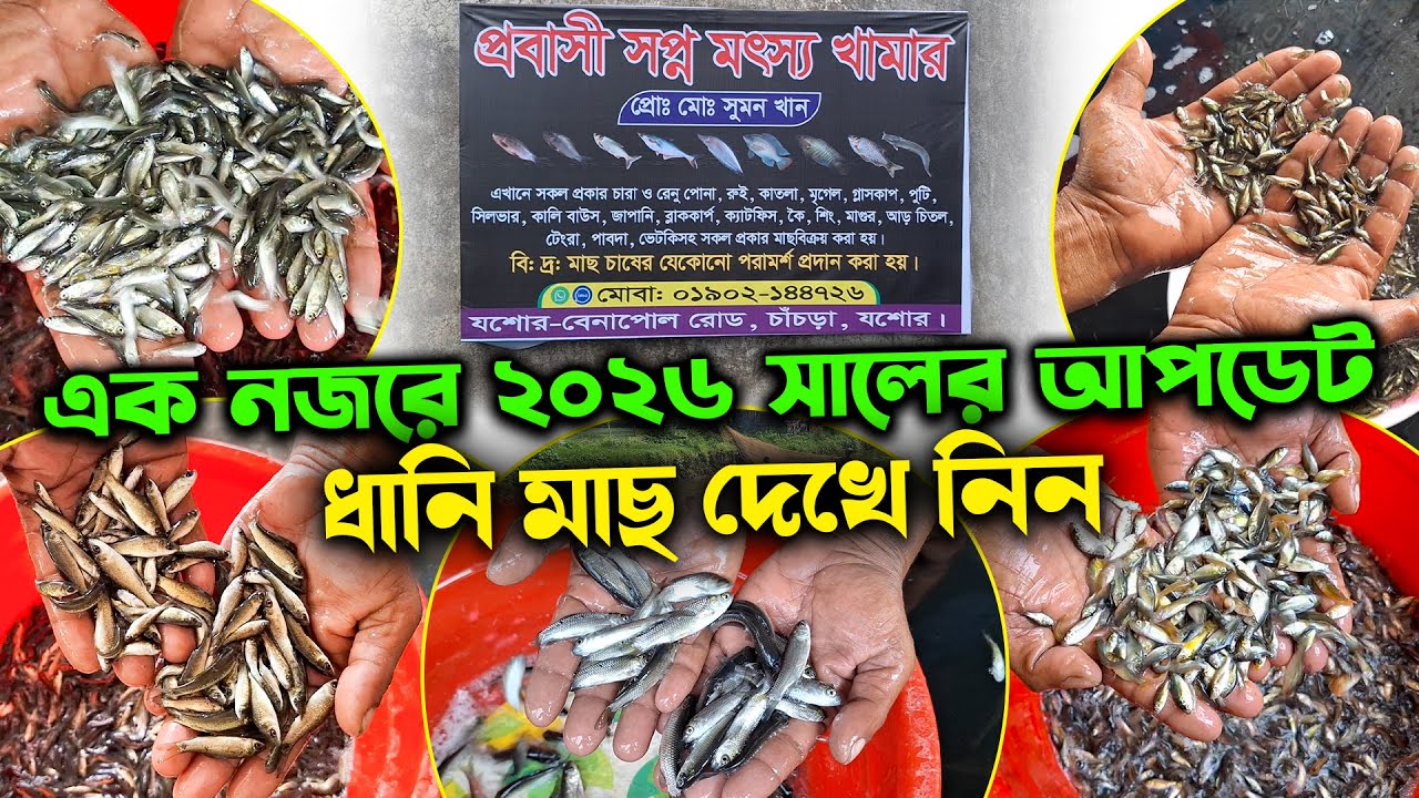 এক নজরে ২০২৬ সালের আপডেট ধানি মাছ দেখে নিন | পোনা বিক্রয় কেন্দ্র চাঁচড়া যশোর