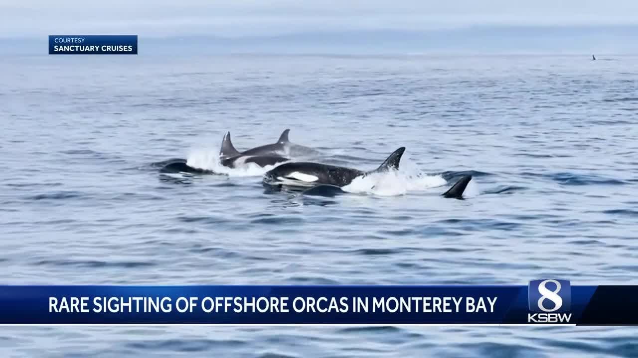Rare pod of 'offshore' orcas spotted in Monterey Bay