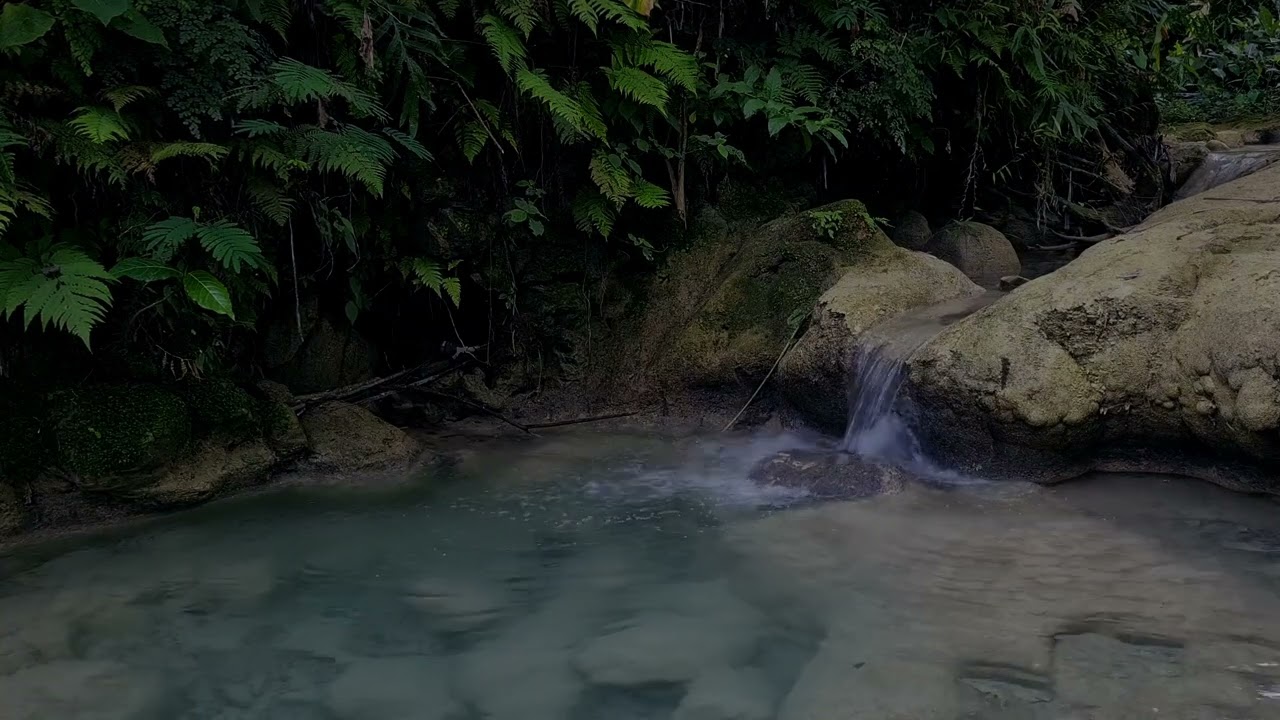 Soothing sounds of the forest. Birds Chirping. Babbing Brook. Nature Sounds. Relaxing forest. ASMR