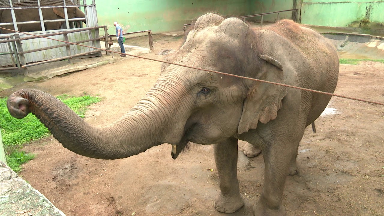 Qualidade de vida para elefantes idosos no Zoo Pomerode