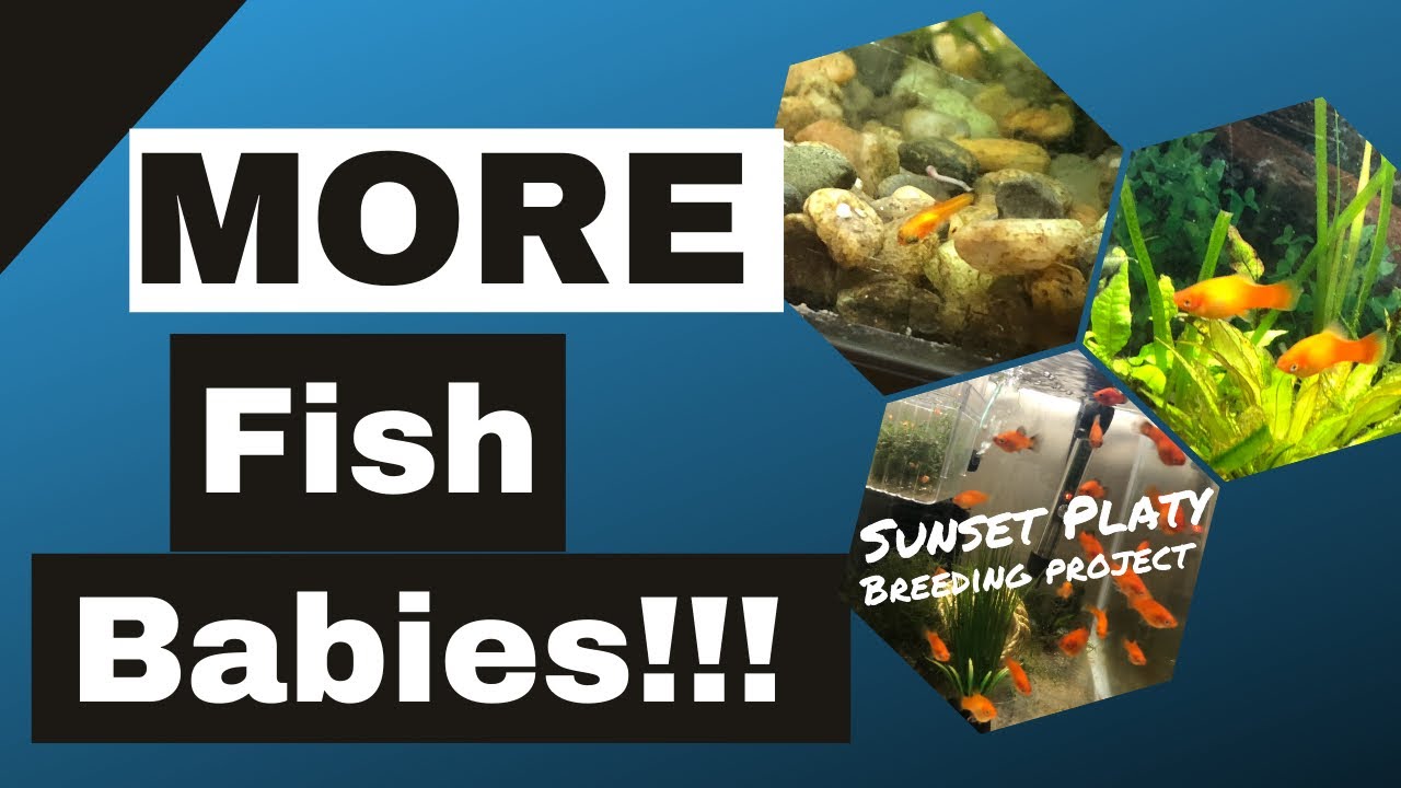 More Fish Babies! How do I save baby fish? | Sunset Platy Breeding Project | SL30 Fish|SL30 Aquatics