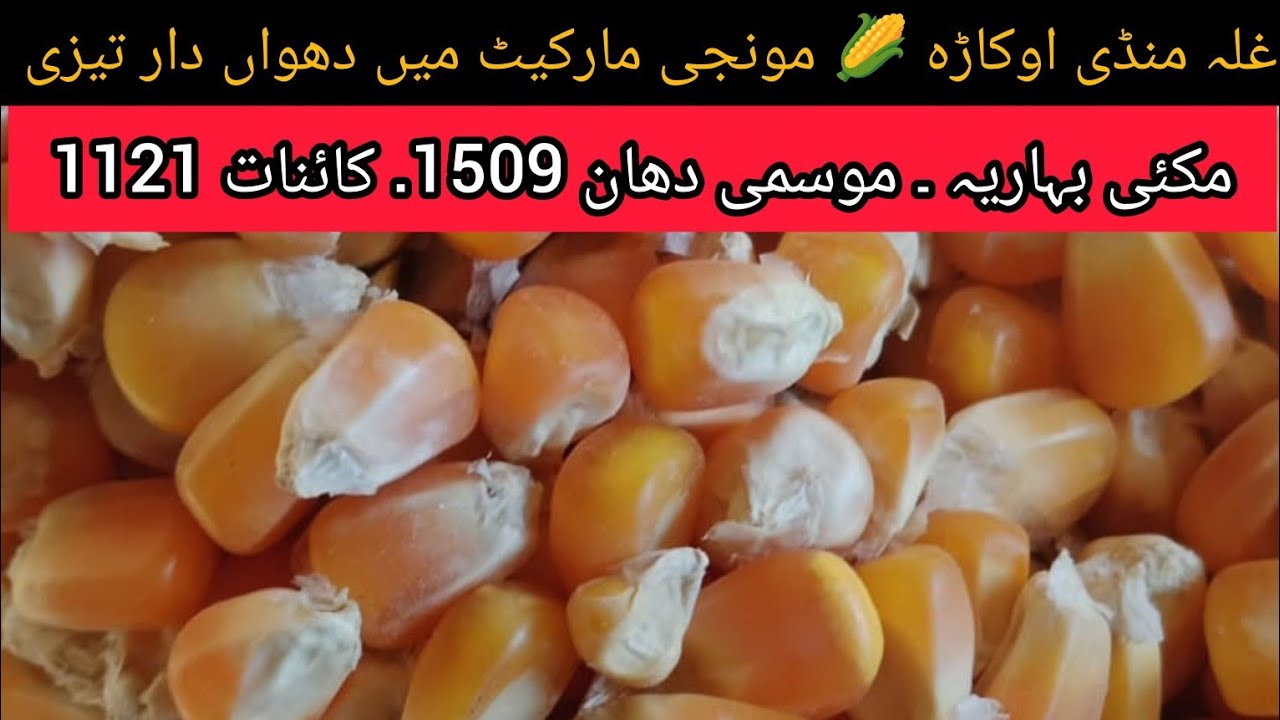 DHAN PRICE TODAY PUNJAB MAIZE RATE TODAY OKARA MANDI PUNJAB 04.04.2026