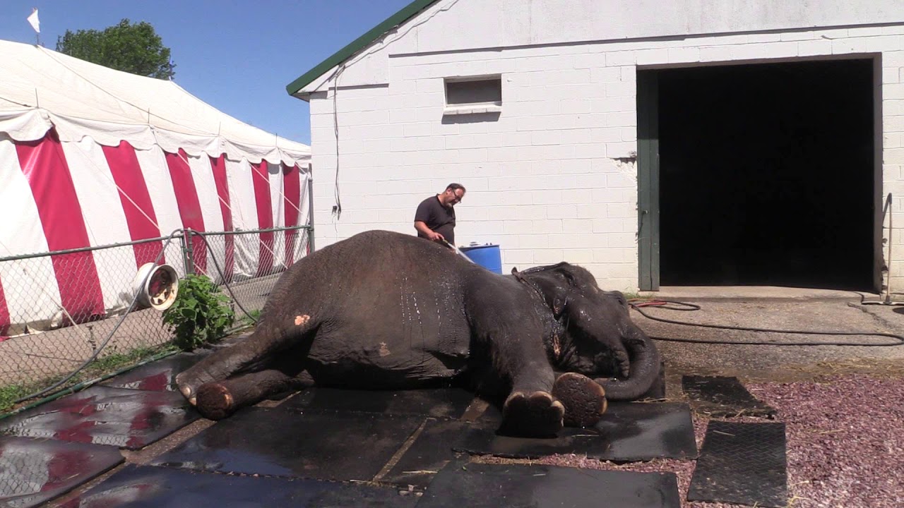 Circus World Museum In Baraboo Wisconsin Tour July 11 2019