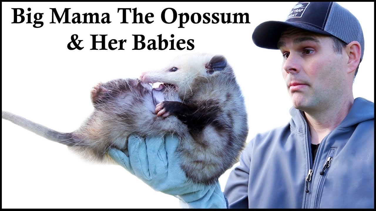 Meet Big Mama The Opossum & Her Babies.                  Mousetrap Monday