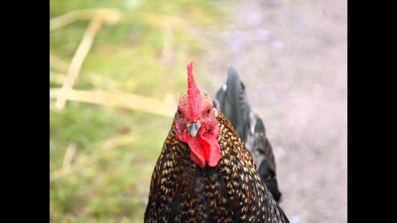 Muckross Traditional Farm