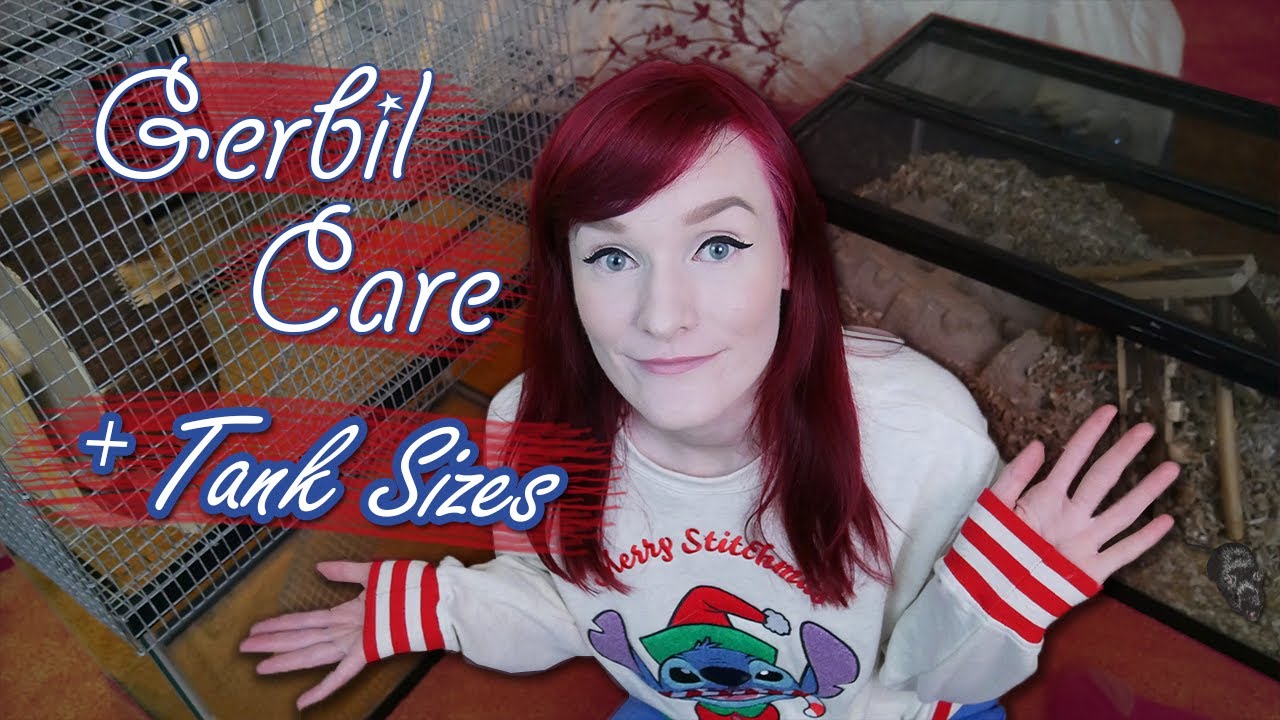 American Gerbil Care & Tank Sizes! | Munchie's Place